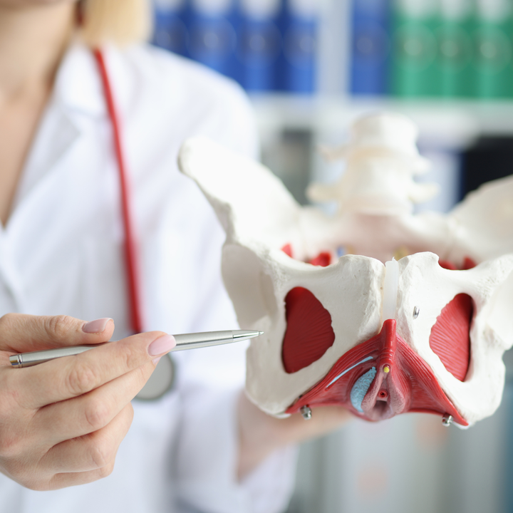 Doctor pointing to a model of the pelvis and pelvic floor muscles